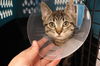 adoptable Cat in  named A0927905