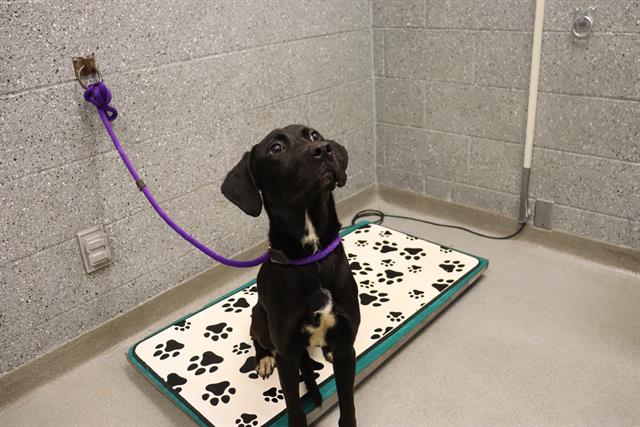 adoptable Dog in Calgary, AB named A0926989