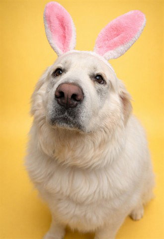DOLLY (ABS), an adoptable Great Pyrenees in Calgary, AB