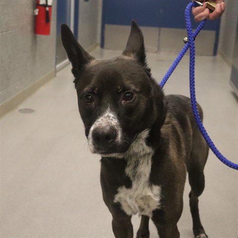 LENNY (ABS), an adoptable German Shepherd Dog in Calgary, AB
