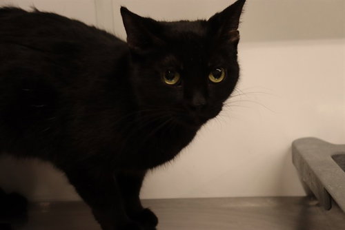A0944336, an adoptable Domestic Short Hair in Calgary, AB