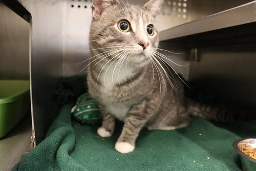 A0945916, an adoptable Domestic Short Hair in Calgary, AB