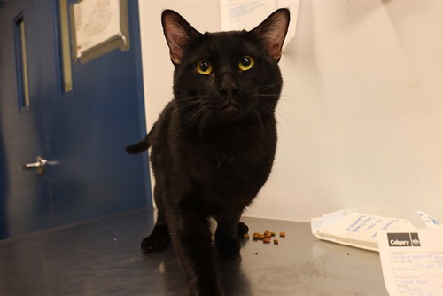 A0945921, an adoptable Domestic Short Hair in Calgary, AB