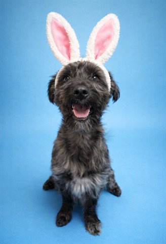 THUMPER (ABS), an adoptable Miniature Schnauzer in Calgary, AB