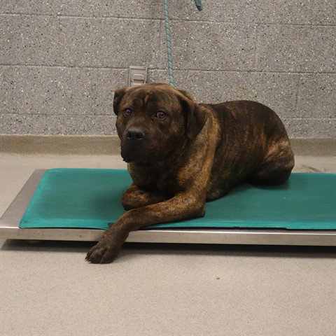 A0945807, an adoptable Mastiff in Calgary, AB