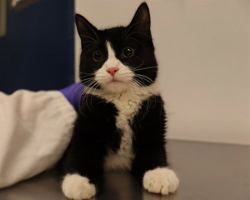 A0946011, an adoptable Domestic Short Hair in Calgary, AB