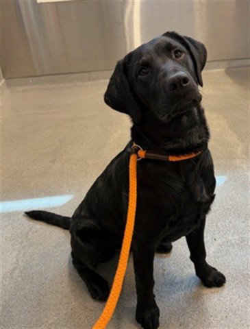 BETTY (ABS), an adoptable Labrador Retriever in Calgary, AB