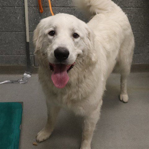 VALOR (ABS), an adoptable Great Pyrenees in Calgary, AB