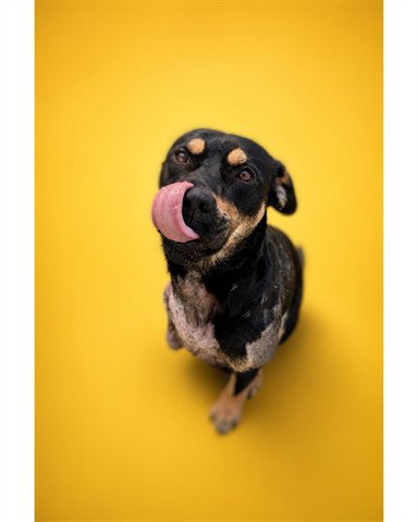 NAVIN (ABS), an adoptable Rottweiler in Calgary, AB