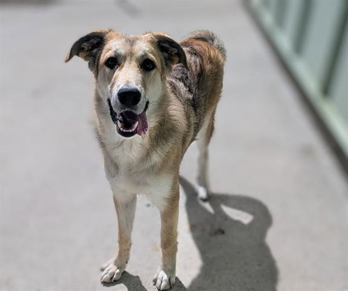 WILSON (ABS), an adoptable German Shepherd Dog in Calgary, AB