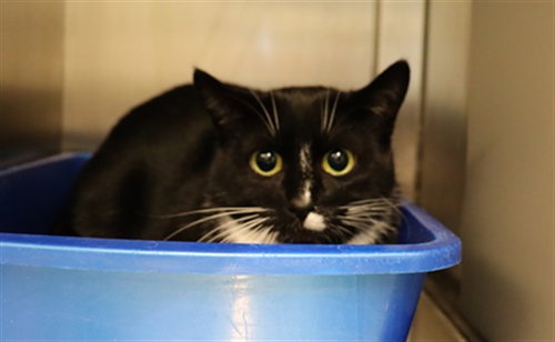 SALLY (ABS), an adoptable Domestic Short Hair in Calgary, AB