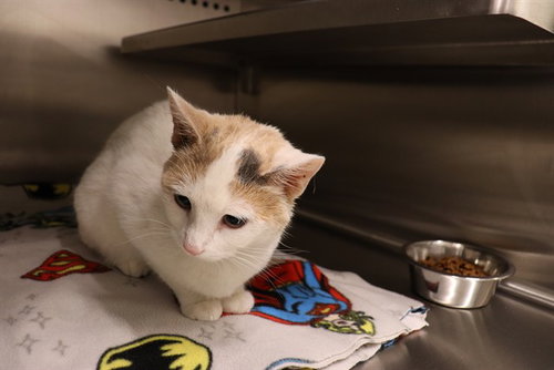 A0949744, an adoptable Domestic Short Hair in Calgary, AB