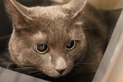 A0949295, an adoptable Domestic Short Hair in Calgary, AB