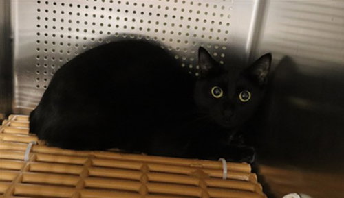 A0950017, an adoptable Domestic Short Hair in Calgary, AB