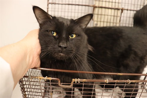 A0950089, an adoptable Domestic Medium Hair in Calgary, AB
