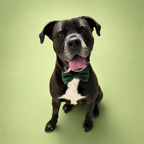 DUKE (ABS) HIDDEN GEM, an adoptable Pit Bull Terrier in Calgary, AB