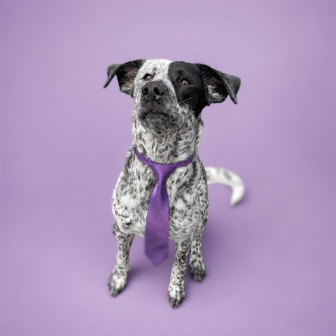 JOVI (ABS), an adoptable Hound in Calgary, AB