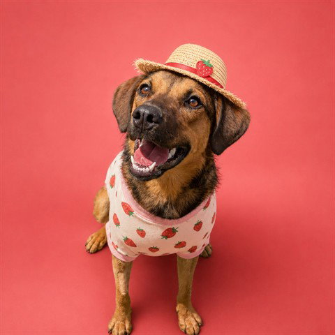 STRAWBERRY(ABS), an adoptable German Shepherd Dog in Calgary, AB