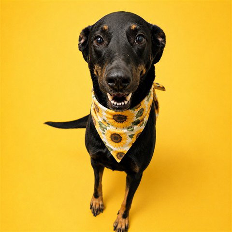 EMILY(ASC), an adoptable Doberman Pinscher in Calgary, AB