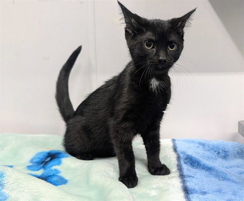 BINX (ASC)