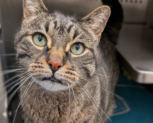 A0952595, an adoptable Domestic Short Hair in Calgary, AB