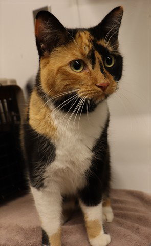 A0953562, an adoptable Domestic Short Hair in Calgary, AB