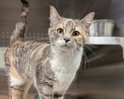 MARBLE (ABS), an adoptable Domestic Short Hair in Calgary, AB