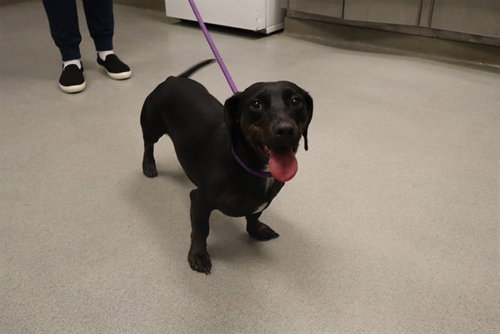 ARI, an adoptable Dachshund in Calgary, AB