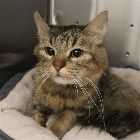 ESTELLE (ABS), an adoptable Domestic Medium Hair in Calgary, AB