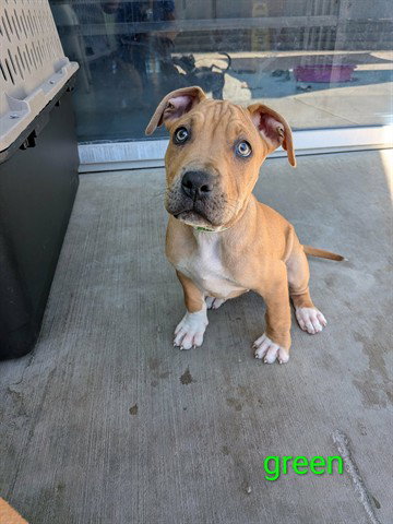 GREEN COLLAR, an adoptable Pit Bull Terrier in Calgary, AB