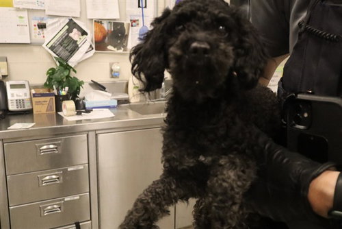 A0953006, an adoptable Poodle in Calgary, AB