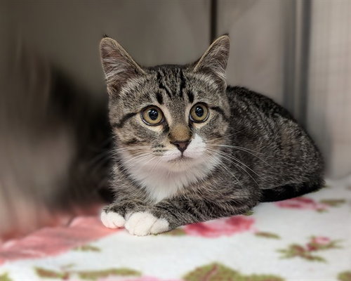A0953150, an adoptable Domestic Short Hair in Calgary, AB