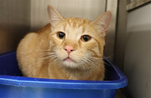 A0953255, an adoptable Domestic Short Hair in Calgary, AB