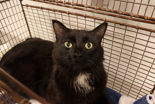 A0953510, an adoptable Domestic Medium Hair in Calgary, AB