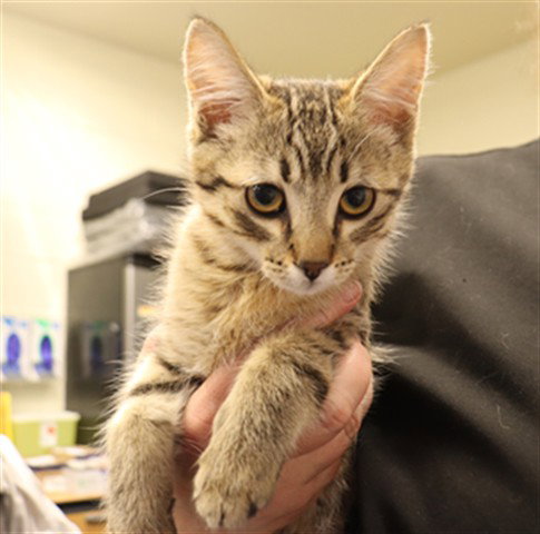 A0953877, an adoptable Domestic Short Hair in Calgary, AB