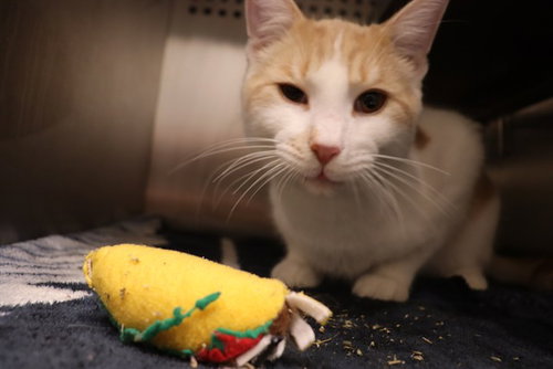 A0954083, an adoptable Domestic Short Hair in Calgary, AB