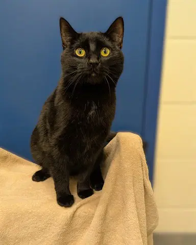 Salem - Domestic Short Hair