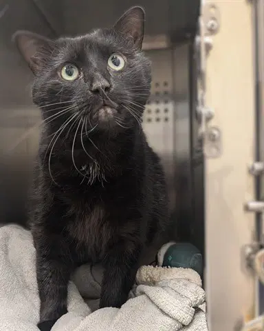 Nix Abs - Domestic Medium Hair
