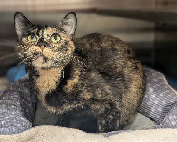 Bobette Asc - Domestic Short Hair