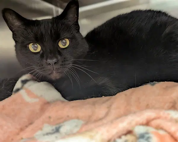 Goose Asc - Domestic Short Hair