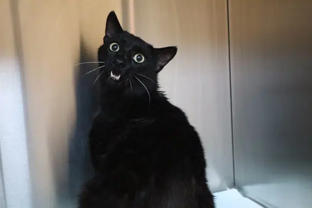 Unknown - Domestic Short Hair