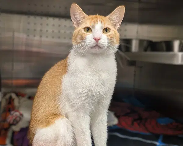 Unknown - Domestic Short Hair