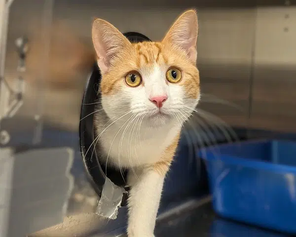 Unknown - Domestic Short Hair