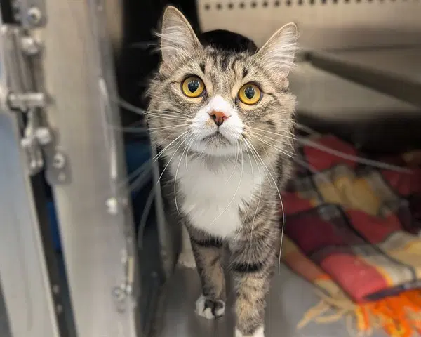 Unknown - Domestic Medium Hair