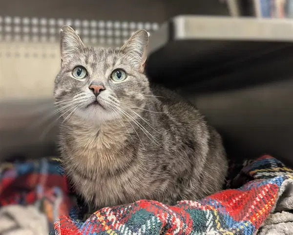 Rocky Asc - Domestic Short Hair