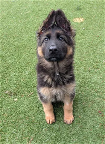 Unknown - German Shepherd Dog