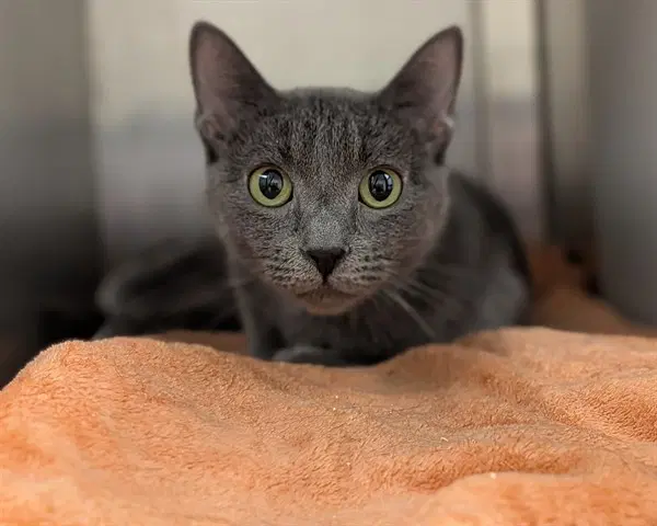 Grace Asc - Domestic Short Hair
