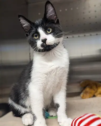 Martin Asc - Domestic Short Hair