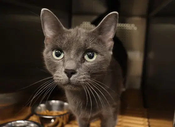 Harmony Asc - Domestic Short Hair