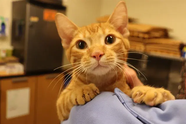Unknown - Domestic Short Hair
